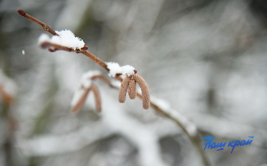 pogoda-zima- (2).JPG