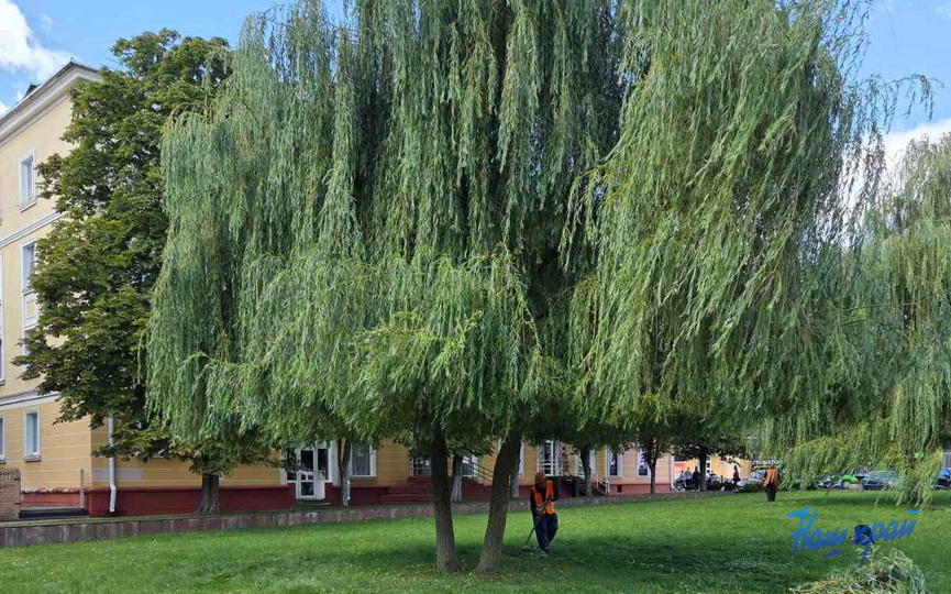 ivy--(6).jpg ivy--(6).jpg